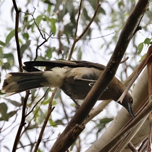 Strepera versicolor at Mongarlowe, NSW - suppressed