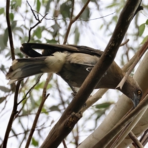 Strepera versicolor at Mongarlowe, NSW - suppressed