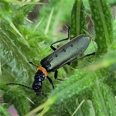 Chauliognathus lugubris (Plague Soldier Beetle) at Bungendore, NSW - 30 Nov 2024 by clarehoneydove