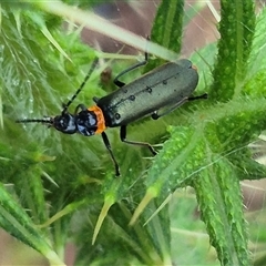 Chauliognathus lugubris at Bungendore, NSW - suppressed