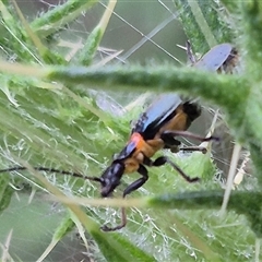 Chauliognathus lugubris at Bungendore, NSW - suppressed