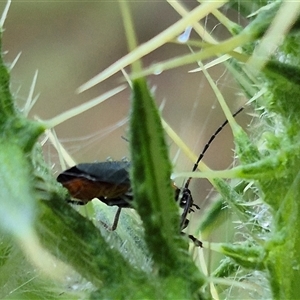 Chauliognathus lugubris at Bungendore, NSW - suppressed