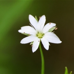 Stellaria angustifolia (Swamp Starwort) at Mongarlowe, NSW - 27 Nov 2024 by LisaH