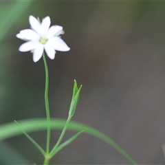 Stellaria angustifolia at suppressed - suppressed