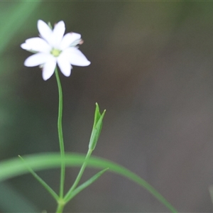 Stellaria angustifolia at suppressed - suppressed