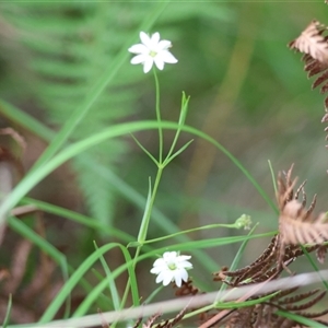 Stellaria angustifolia at suppressed - suppressed