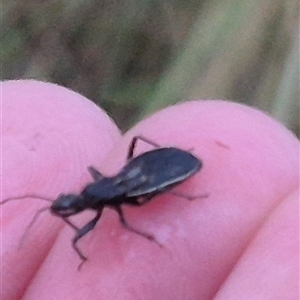 Reduviidae (family) at Bungendore, NSW - 30 Nov 2024