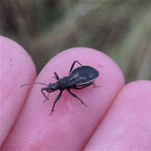 Reduviidae (family) at Bungendore, NSW - 30 Nov 2024