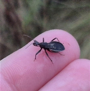 Reduviidae (family) at Bungendore, NSW - 30 Nov 2024