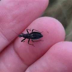 Reduviidae (family) at Bungendore, NSW - 30 Nov 2024