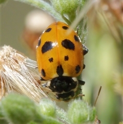 Hippodamia variegata (Spotted Amber Ladybird) at Chisholm, ACT - 26 Feb 2024 by RomanSoroka