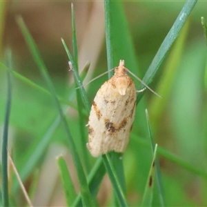 Merophyas divulsana (Lucerne Leafroller) at Mongarlowe, NSW by LisaH