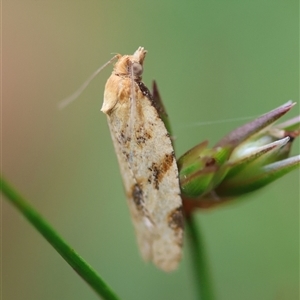 Merophyas divulsana at Mongarlowe, NSW - suppressed