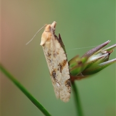 Merophyas divulsana at Mongarlowe, NSW - suppressed