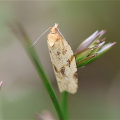 Merophyas divulsana at Mongarlowe, NSW - suppressed