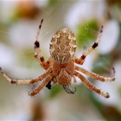 Salsa fuliginata (Sooty Orb-weaver) at Mongarlowe, NSW - 28 Nov 2024 by LisaH