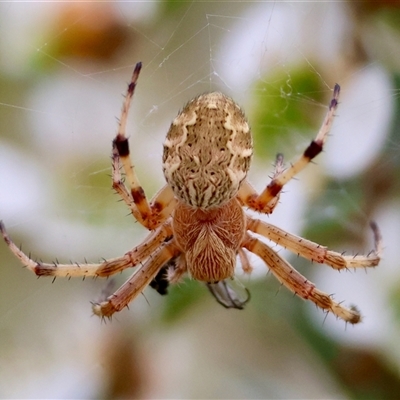 Salsa fuliginata (Sooty Orb-weaver) at Mongarlowe, NSW - 28 Nov 2024 by LisaH