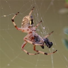 Salsa fuliginata at Mongarlowe, NSW - 28 Nov 2024