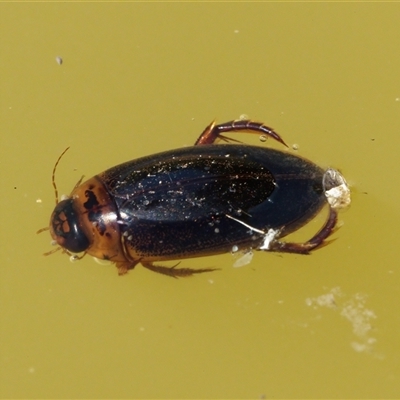 Dytiscidae (family) at Chisholm, ACT - 26 Feb 2024 by RomanSoroka