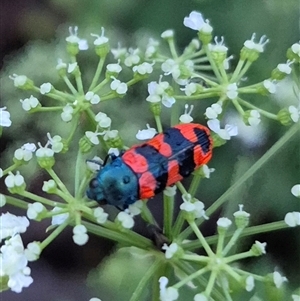 Castiarina crenata at Bungendore, NSW - suppressed