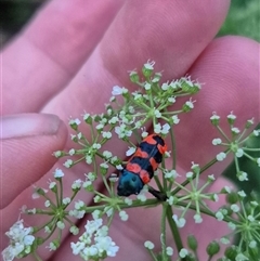 Castiarina crenata at Bungendore, NSW - suppressed