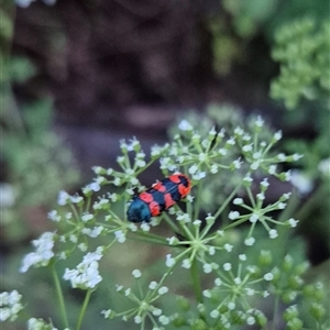 Castiarina crenata at Bungendore, NSW - suppressed