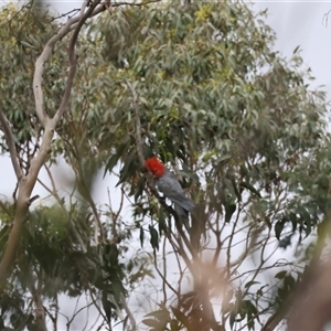 Callocephalon fimbriatum at Mongarlowe, NSW - 28 Nov 2024