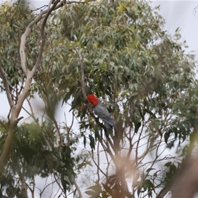 Callocephalon fimbriatum (Gang-gang Cockatoo) at Mongarlowe, NSW - 27 Nov 2024 by LisaH