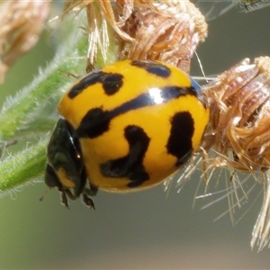 Coccinella transversalis (Transverse Ladybird) at Chisholm, ACT by RomanSoroka