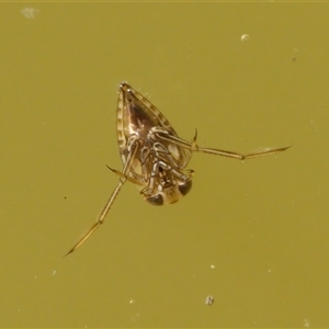 Notonectidae (family) at Chisholm, ACT - 26 Feb 2024