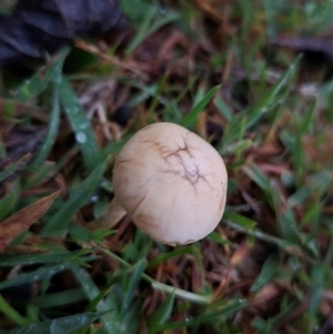 Unidentified Fungus at Bungendore, NSW by clarehoneydove