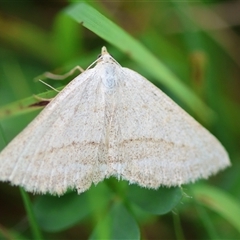 Taxeotis endela (Looper or geometer moth) at Mongarlowe, NSW - 28 Nov 2024 by LisaH