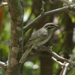 Caligavis chrysops (Yellow-faced Honeyeater) at Jerrabomberra, NSW - 16 Nov 2024 by SteveBorkowskis