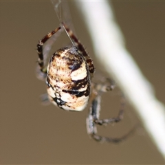 Unidentified Spider at Mongarlowe, NSW - 27 Nov 2024 by LisaH