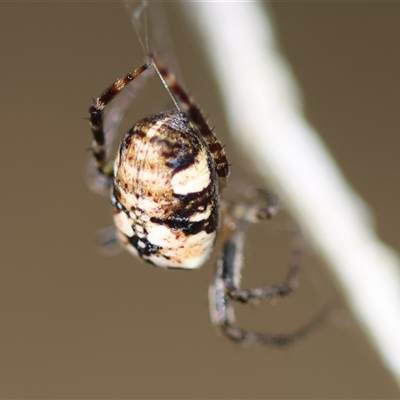 Unidentified Spider at Mongarlowe, NSW - 27 Nov 2024 by LisaH