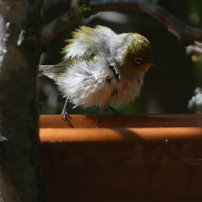 Zosterops lateralis (Silvereye) at Jerrabomberra, NSW - 16 Nov 2024 by SteveBorkowskis