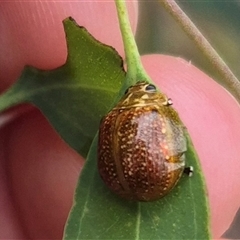 Paropsisterna cloelia (Eucalyptus variegated beetle) at Bungendore, NSW - 29 Nov 2024 by clarehoneydove