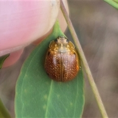 Paropsisterna cloelia at Bungendore, NSW - 29 Nov 2024