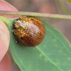 Paropsisterna cloelia at Bungendore, NSW - 29 Nov 2024