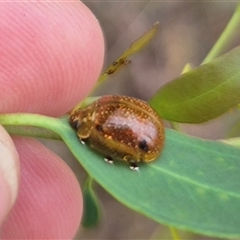 Paropsisterna cloelia at Bungendore, NSW - 29 Nov 2024