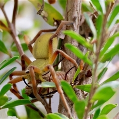 Neosparassus patellatus (Tasmanian Badge Huntsman) at Mongarlowe, NSW - 28 Nov 2024 by LisaH