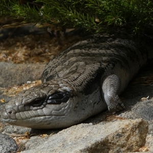 Tiliqua scincoides scincoides (Eastern Blue-tongue) at Jerrabomberra, NSW by SteveBorkowskis