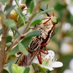 Unidentified True fly (Diptera) at Mongarlowe, NSW - 27 Nov 2024 by LisaH