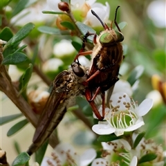 Asilinae sp. (subfamily) at Mongarlowe, NSW - 28 Nov 2024