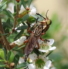 Asilinae sp. (subfamily) at Mongarlowe, NSW - 28 Nov 2024