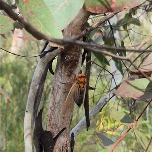 Cyclochila australasiae at Monga, NSW - 28 Nov 2024