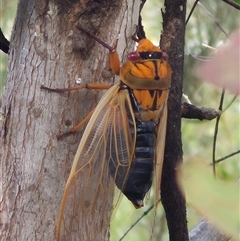 Cyclochila australasiae at Monga, NSW - 28 Nov 2024