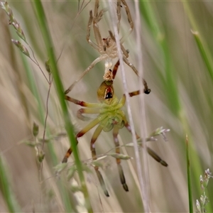 Neosparassus patellatus at Mongarlowe, NSW - suppressed