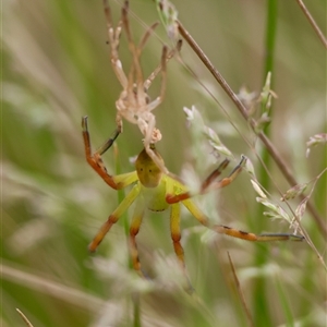 Neosparassus patellatus at Mongarlowe, NSW - suppressed