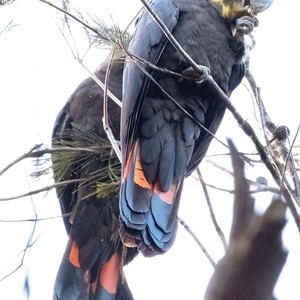 Calyptorhynchus lathami lathami at Penrose, NSW - suppressed